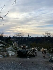 Three reindeer standing on a rocky path in Skansen, with the skyline of Stockholm, including church spires and buildings, visible in the background under a cloudy sky